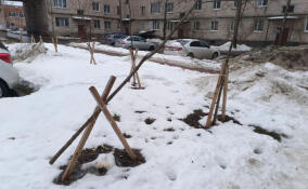 Неизвестные спилили девять молодых кленов в Гатчине