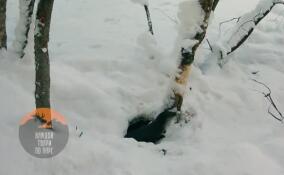 В Выборгском районе речная выдра решила искупаться в снегу