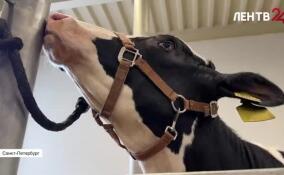 В Ленобласти поставили на поток ЭКО у коров