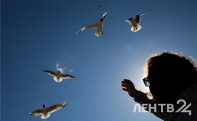 До +7, но ветер: прогноз погоды в Ленобласти на 7 марта