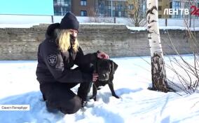 В главном управлении Росгвардии по Петербургу и Ленобласти прошла плановая проверка служебных собак