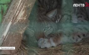 В зоопарке «Шишки на Лампушке» установили новые декорации для сервалов