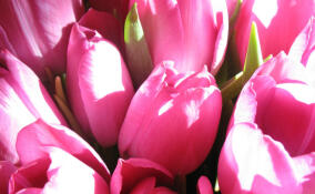 Синоптики рассказали о погоде в Ленобласти 8 марта