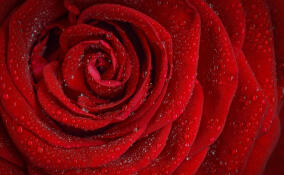 От лыжни до сцены: как Ленинградская область отметит Международный женский день