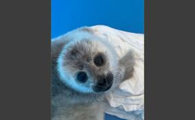 Росприроднадзор предупреждает: в акваториях СЗФО появились детеныши нерпы