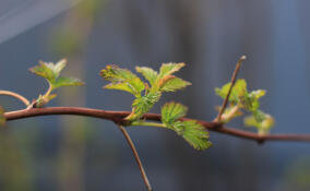 До +11, но местами дождь: прогноз погоды в Ленобласти на 10 марта