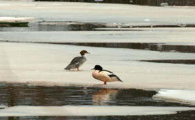 В Сестрорецке к зубастым уткам прилетели кавалеры