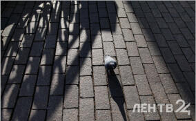 Без осадков и до +8 градусов: о погоде в Ленобласти 10 марта