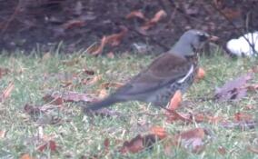 В парке Монрепо в объектив камеры попал птичий обед