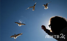 Ветрено, но сухо и до +12: прогноз погоды в Ленобласти на 11 марта