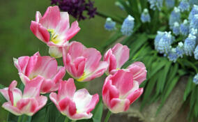 Ленобласть лидирует в цветочном производстве на Северо-Западе России