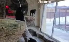 В Ленинградском зоопарке рассказали, как дела у львинохвостого макака Леонса
