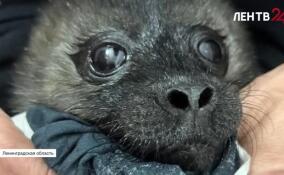 На Ладоге спасли еще одну нерпу