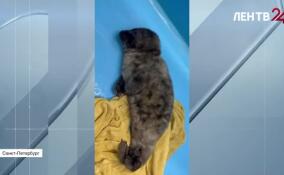 В Фонде друзей балтийской нерпы снова пополнение