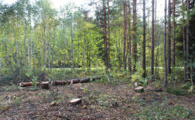 В Ленобласти прокуратура добилась отмены перевода свыше 100 га лесного фонда под застройку