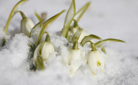 Синоптик Шувалов рассказал, какой будет мартовская погода в Петербурге