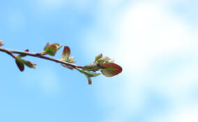 Ветрено и вновь до +13: прогноз погоды в Ленобласти на 13 марта