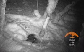 В Ленобласти бобр едва не обрушил на себя дерево