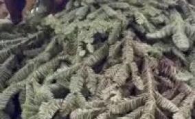 В Ленинградском зоопарке у харз Катрины и Сильвера появился хвойный шалаш