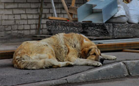 После проверки приюта «Островок надежды» в Ленобласти возбудили уголовное дело