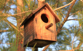 До +15°C ожидается в Ленобласти 14 марта