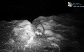 «Главная чистюля леса»: фотоловушка в Ленобласти застала енотовидную собаку за водными процедурами