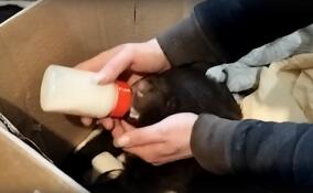 В ленинградский центр «Велес» подкинули крошечного медвежонка из Карелии