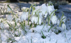 От заморозков до весеннего тепла: погода удивит жителей Ленобласти 16 марта