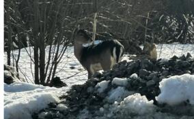 Долгожданное пополнение: дикая лань обрела дом в «Зоо Дзен»