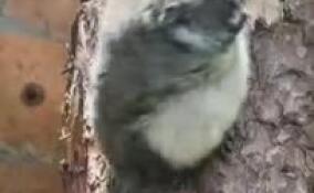 В Ленинградском зоопарке отметили 32-летие дурукули Инока