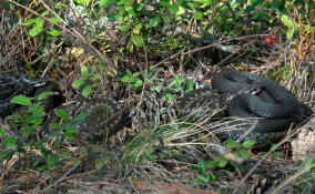 В Ленобласти начинают просыпаться гадюки