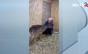 Лань из Бугров приютил токсовский зоопарк «Зоо Дзен»