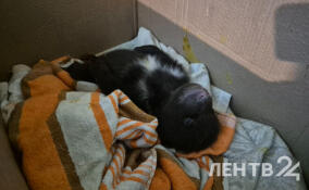 Росприроднадзор решит судьбу медвежонка, которого подбросили в центр «Велес» в Ленобласти