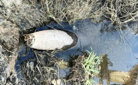 Боеприпас времен Великой Отечественной обнаружили в Ломоносовском районе