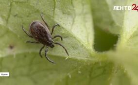 Боррелиоза и энцефалита можно избежать, если вовремя пройти вакцинацию