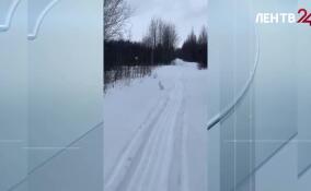 Автомобилистов Ленобласти и Петербурга предупредили об участившихся случаях выхода на дороги зайцев