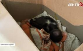 Двухмесячного медвежонка подбросили к воротам фонда помощи диких животных «Велес» во Всеволожском районе