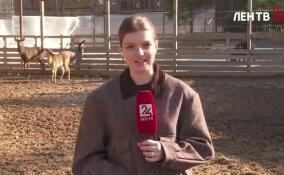 Лань из Бугров находится на карантине в зоопространстве в Токсово