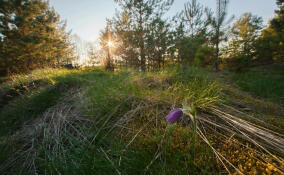 У памятника природы «Нижневолховский» в Ленобласти появится охранная зона