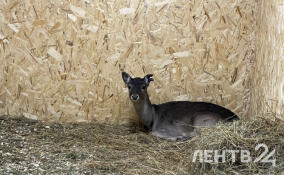 Лань из Бугров поселили в токсовском зоопарке «Зоо Дзен»