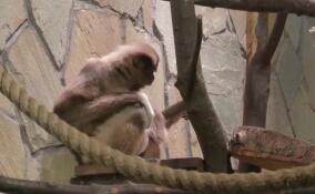 Стало известно, как в Ленинградском зоопарке назвали новорожденную самку белорукого гиббона