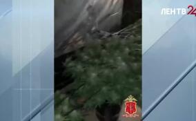 За 2025 год в Ленобласти ликвидировали 37 нарколабораторий