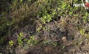 В Ленобласти проснулись гадюки