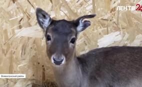 Лань из Бугров обустраивается в зоопространстве в Токсово