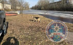 Спасатели пришли на помощь застрявшей в районе Новоладожского канала собаке