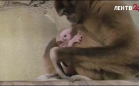 В Токсовском зоопарке «Зоо Дзен» делает первые шаги маленькая альпака. В Ленинградском — выбрали имя для детеныша белорукого гиббона