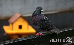 Дожди и до +8 градусов: о погоде в Ленобласти 19 марта