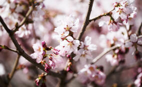 В Ленобласти появятся четыре новые ООПТ