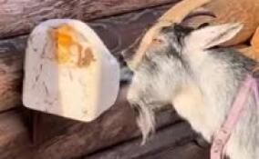 Камерунская козочка из Ленинградского зоопарка провела урок по поеданию соли