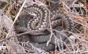 Правила безопасности при встрече со змеей